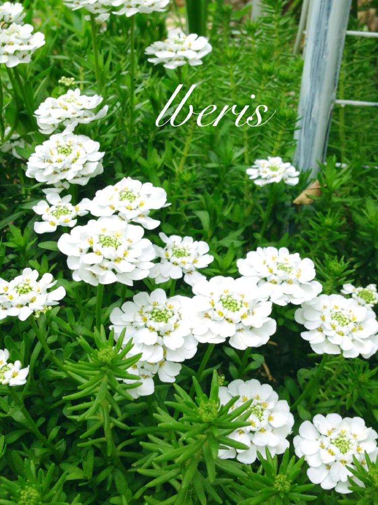イベリスの投稿画像 By つきよみさん 春のお花とホワイトとマイガーデン とガーデニングと花のある暮らしと庭の宿根草と 100いいね 18月4月5日 Greensnap グリーンスナップ