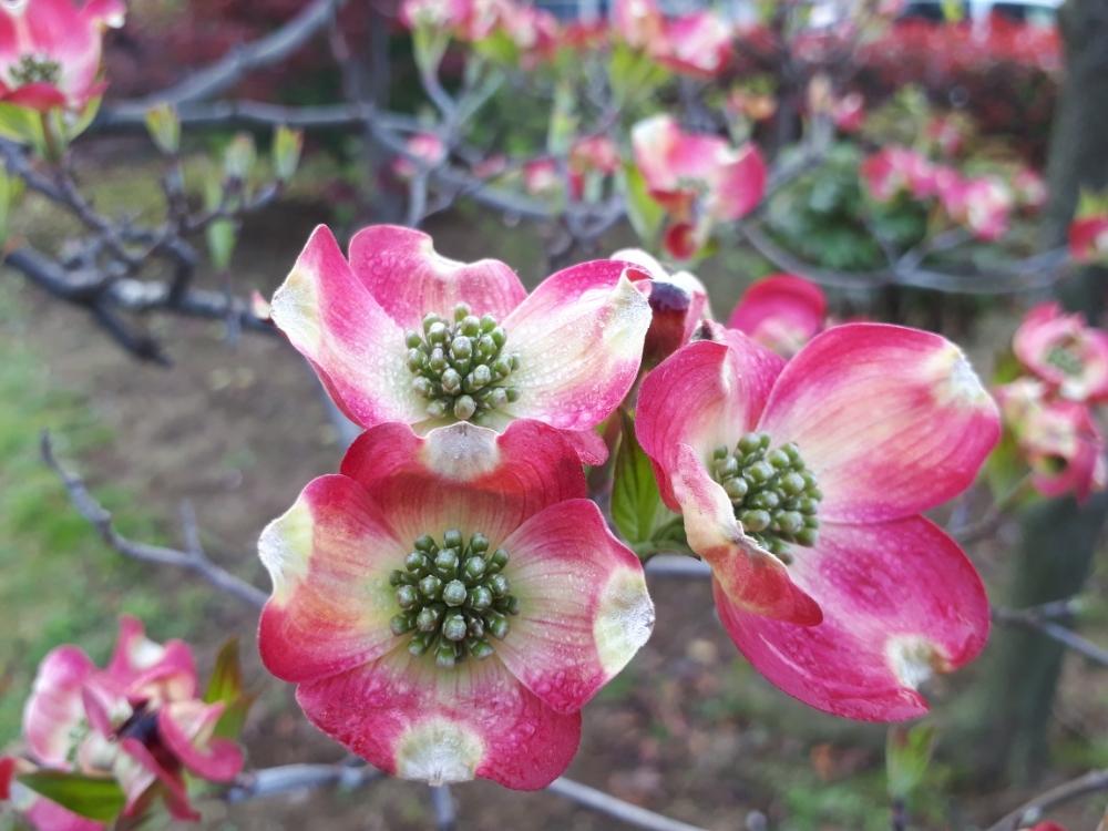 花水木の投稿画像 By Hanamizukiさん ハナミズキと広い庭 18月4月6 日 Greensnap グリーンスナップ Greensnap グリーンスナップ 花水木の投稿画像 By Hanamizukiさん ハナミズキと広い庭 18月4月6 日 Greensnap グリーンスナップ Greensnap グリーンスナップ