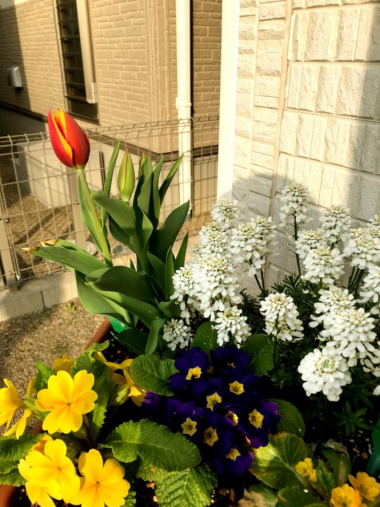 チューリップの投稿画像 By ヨッシーさん プリムラジュリアンとイベリアとプランターとかわいい と黄色い花と色とりどりの花と花のある暮らしと白い花と紫の 花とあか 18月4月6日 Greensnap グリーンスナップ