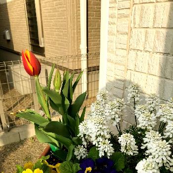 イベリアの投稿画像一覧 Greensnap グリーンスナップ