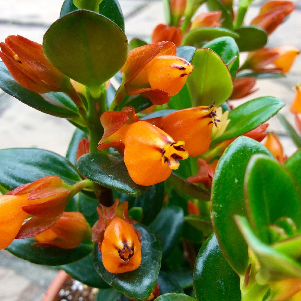 観葉植物の投稿画像 By 8787さん 植中毒とオレンジ色と花のある暮らしとコルムネア属 18月4月6日 Greensnap グリーンスナップ