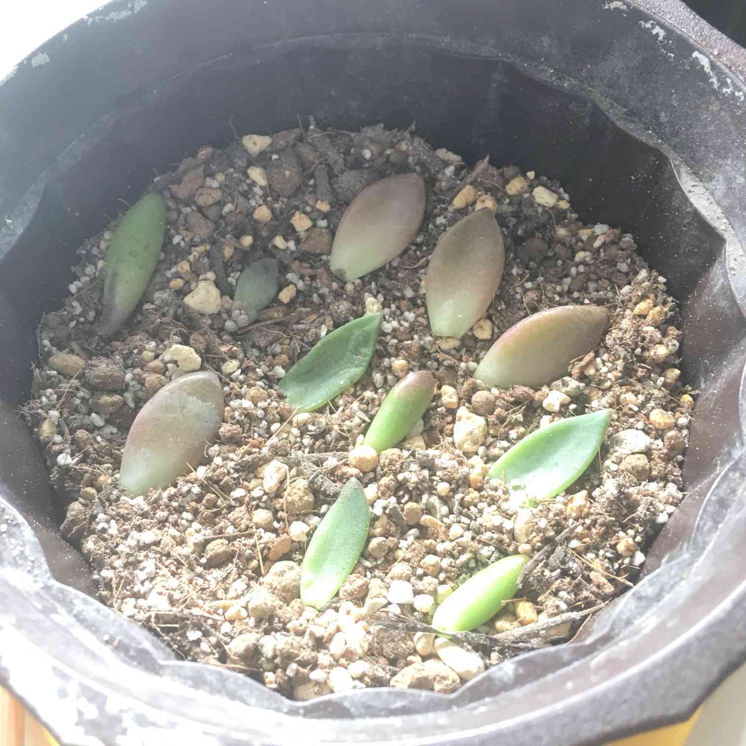 多肉植物葉挿し（初）｜🍀GreenSnap（グリーンスナップ）