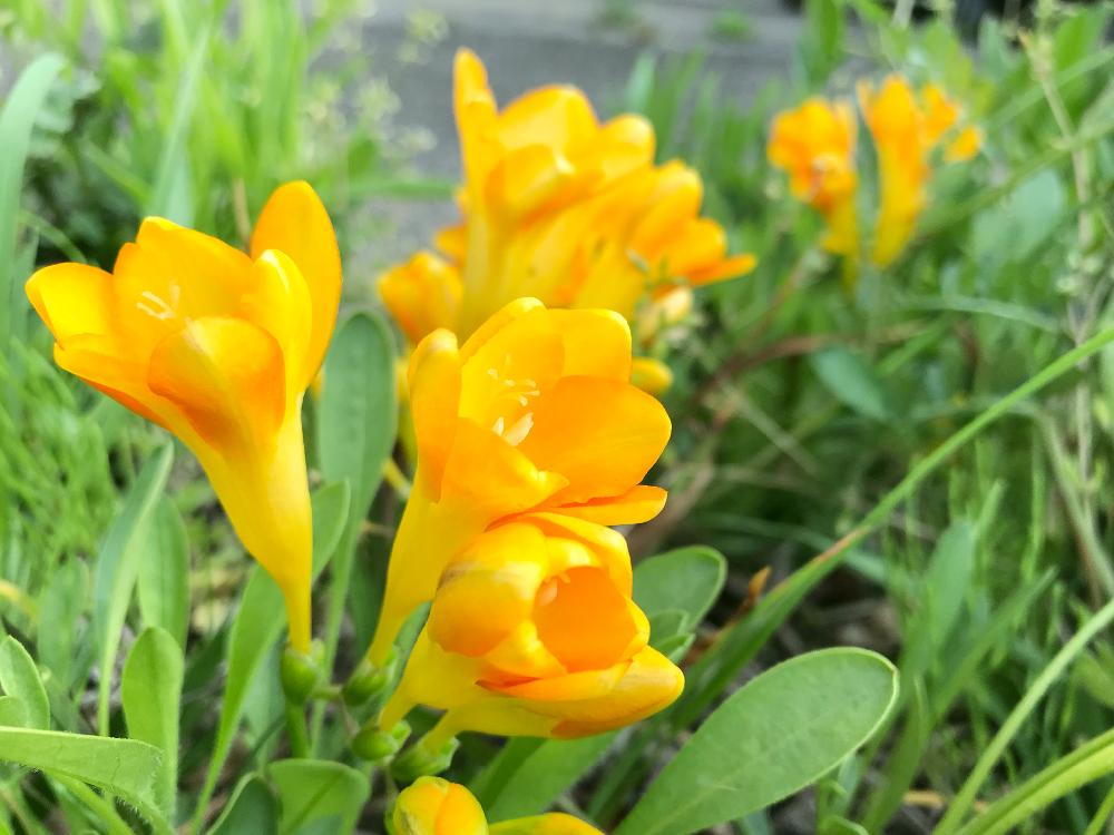 たくさん咲いてるの投稿画像 By りりぃさん 春のお花とgsの皆さまに感謝 とグリーンのある暮らしとほっこり とお花のある暮らしと球根とかわいいな とフリージア 黄色といい香りと幸せの黄色いお花 18月4月6日 Greensnap グリーンスナップ