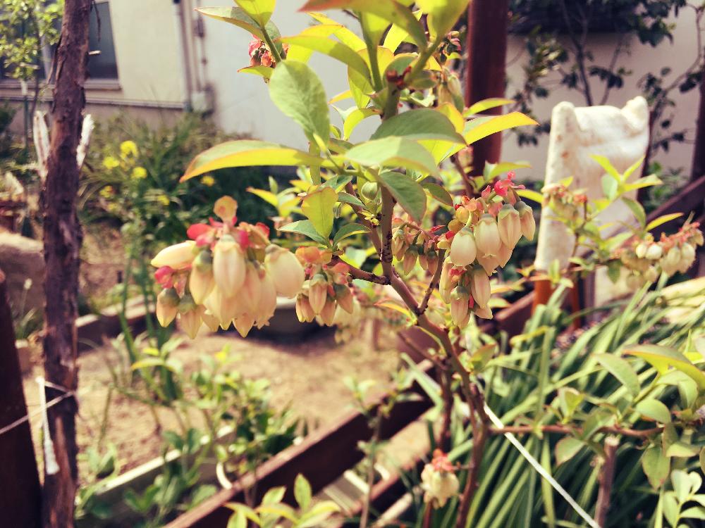 ブルーベリーの投稿画像 By Kuraさん 暖かいと春のお花と満開とgs映えと庭のブルーベリーとお花見と家の中雑木林とガーデニングと花のある暮らしと鉢植えブルーベリー 18月4月6日 Greensnap グリーンスナップ