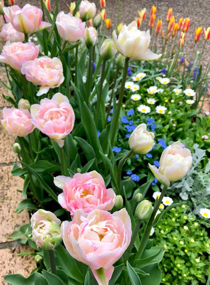 アンジェリケの投稿画像 By ひさマロさん 花壇と植物だいすきと チューリップと植中毒と八重咲きと優しい花色と花のある暮らしとお花のある生活 18月4月6日 Greensnap グリーンスナップ