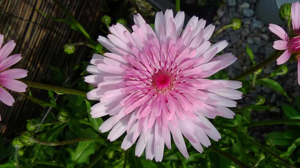 桃色タンポポが咲きました Greensnap グリーンスナップ