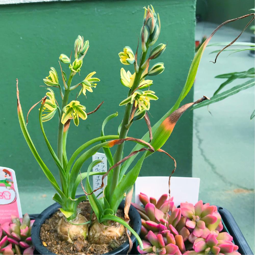 アルブカ コンコルディアナの投稿画像 By Ito Muneさん 植中毒とアルブカ属とコンコルディアナと花が咲いた 18月4月6日 Greensnap グリーンスナップ