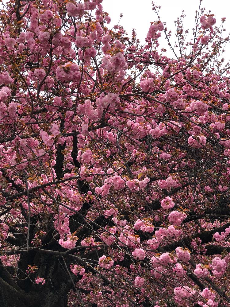 さくら サクラ 桜の投稿画像 By エ リ さん 綺麗だね とさくら 桜 サクラと綺麗な桜と可愛いピンク色 18月4月6日 Greensnap グリーンスナップ