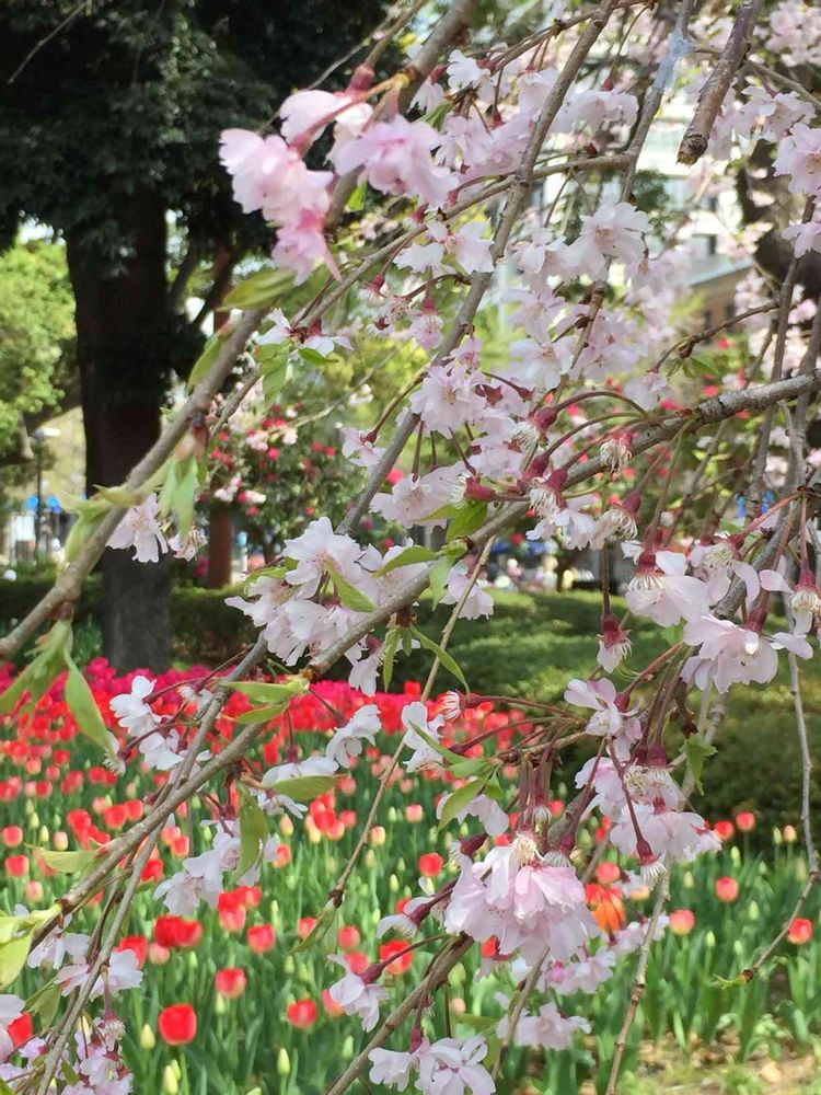 ramさんの横浜公園への投稿