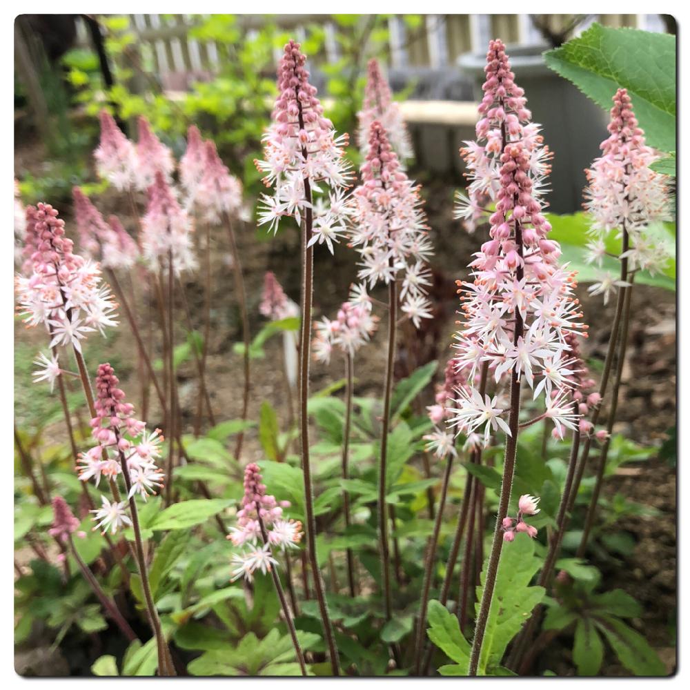 花のある暮らしの投稿画像 By もじら さん ナチュラルスタイルと大人かわいい と地植えとピンク同好会とピンクの花 とユキノシタ科と庭の宿根草と小花好きとティアレラと小さな庭と花のある暮らしとナチュラルスタイルと大人かわいい と地植えとピンク同好会とピンク