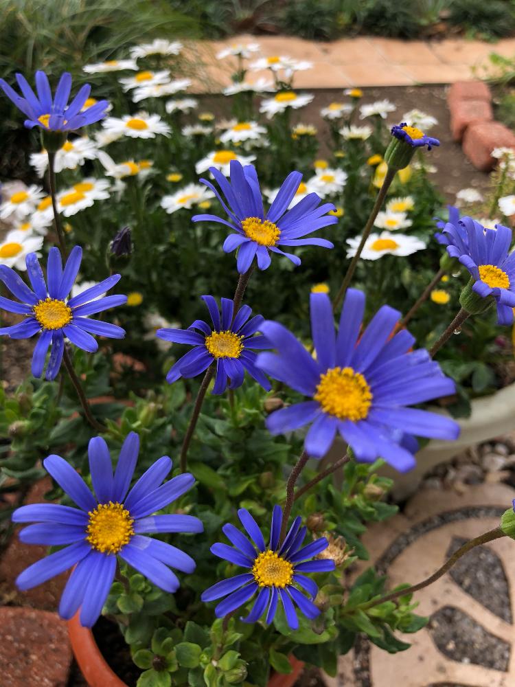 ブルーデージーの投稿画像 By らりるん さん ノースポールと花のある暮らしと庭の花たちとブルーの花とマイガーデン 18月4月7日 Greensnap グリーンスナップ