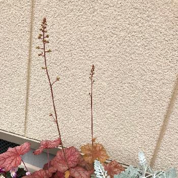 ヒューケラバタークリームの画像 by hanaさん | 小さな庭とヒューケラとシロタエギクとヒューケラ♪とヒューケラバタークリームと シロタエギクとガーデニングと花のある暮らし