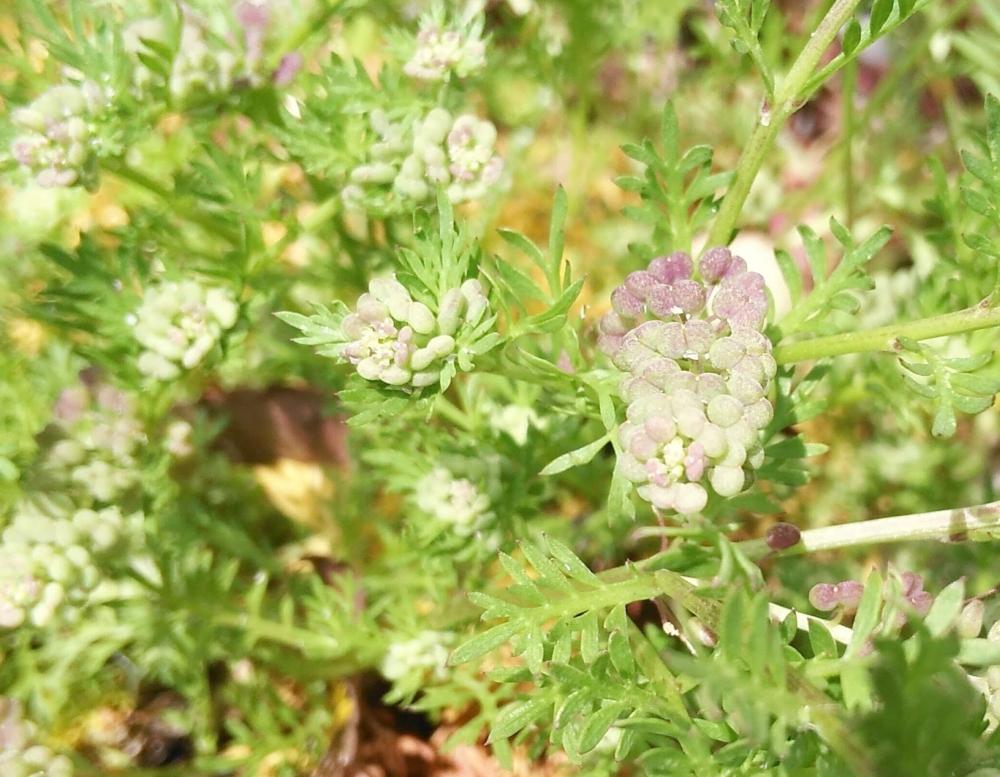 カラクサナズナの投稿画像 By たーぼー さん お出かけ先と雑草と野草と雑草図鑑とアブラナ科と雑草と野草と雑草図鑑とアブラナ科 18月4月7日 Greensnap グリーンスナップ Greensnap グリーンスナップ