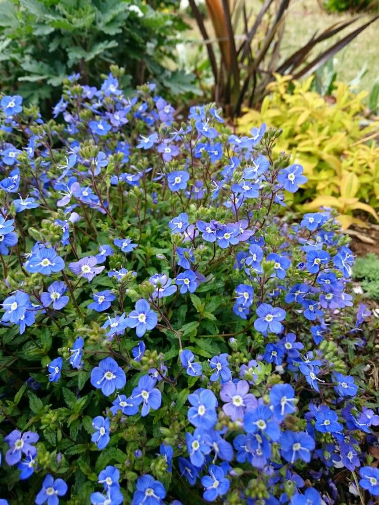 ベロニカ オックスフォードブルーの投稿画像 By いたのかペリー さん 常緑と青い花と植えっぱなしと春の花 と小花とグランドカバー 18月4月7日 Greensnap グリーンスナップ
