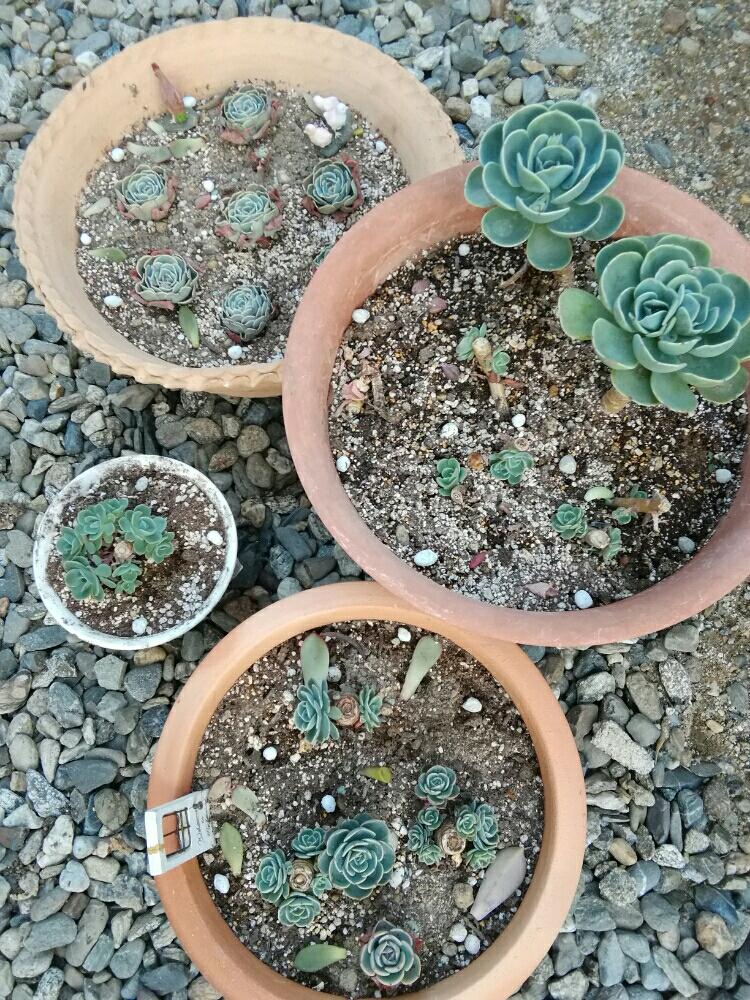 多肉植物の投稿画像 By ピンクパンサーさん おもしろいと 七福神と多肉大好きとgs映えと多肉植物寄せ植えと多肉植物とサボテンとタニラーと花のある暮らしとかわいいといやされるとかわいいな と七福神 多肉とタニクちゃんときのこピックとやっぱり七福神が好き 18月