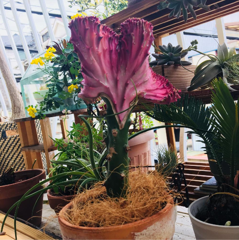 ユーフォルビア マハラジャの投稿画像 By Haruさん ユーフォルビア 18月4月7日 Greensnap グリーンスナップ