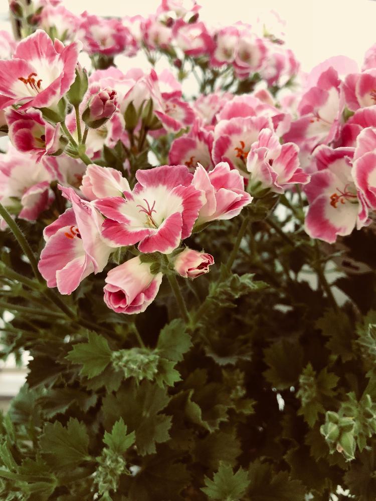 ペラルゴニウム フェアリーチュチュ の投稿画像 By 花の夢さん 18月4月7日 Greensnap グリーンスナップ Greensnap グリーンスナップ