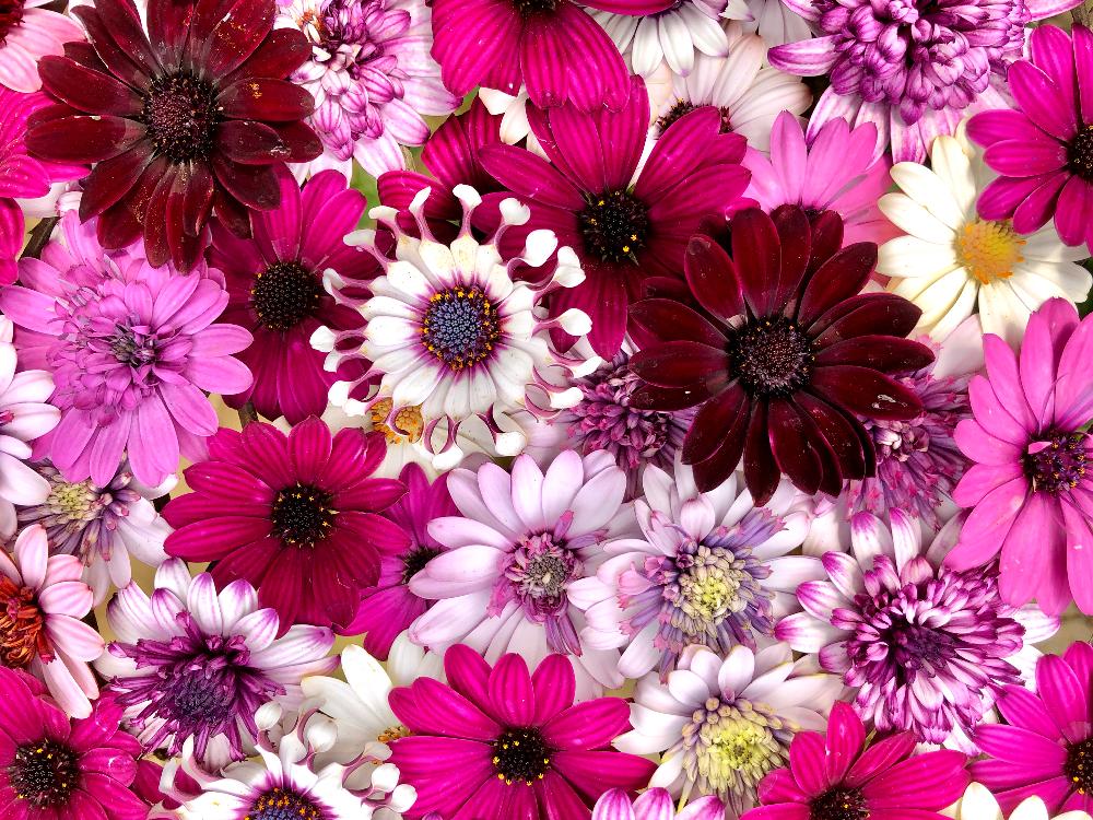 沢山のお花の投稿画像 By Kimikimiさん 壁紙と真上から と美花と綺麗なミドリとgs映えと花遊びと創作と壁花とスマホ撮影 18月4月7日 Greensnap グリーンスナップ