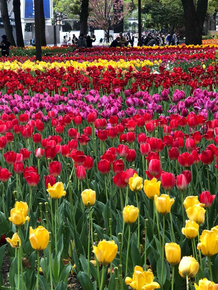 らりるん♪さんの横浜公園への投稿