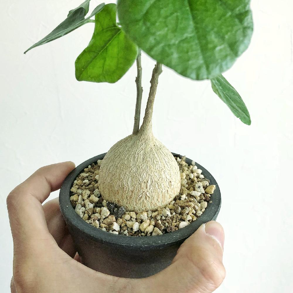 ピレナカンサ マルビフォリア Pyrenacantha malvifolia