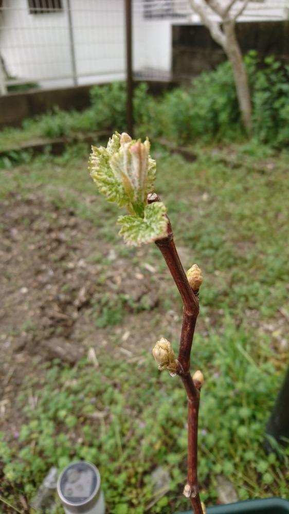 葡萄の棚の投稿画像 By りぉさん ブドウの木と植中毒と葡萄栽培と初めての葡萄栽培と藤稔と葡萄の葉っぱ と葡萄鉢植え 18月4月7日 Greensnap グリーンスナップ