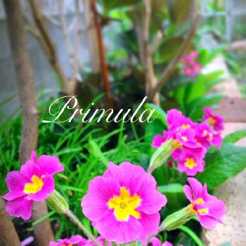 花壇の縁取りの投稿画像一覧 Greensnap グリーンスナップ