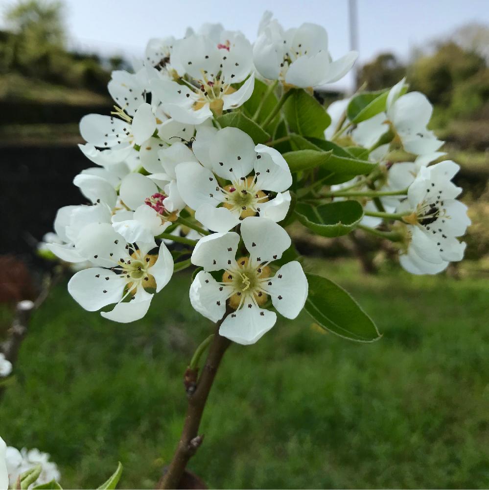 ナシの投稿画像 By Ramさん 花のある暮らしと農園作りと田舎暮らしと今日のお花と洋梨と畑と花のある暮らしと農園作りと田舎暮らしと今日のお花 18月4月8日 Greensnap グリーンスナップ Greensnap グリーンスナップ