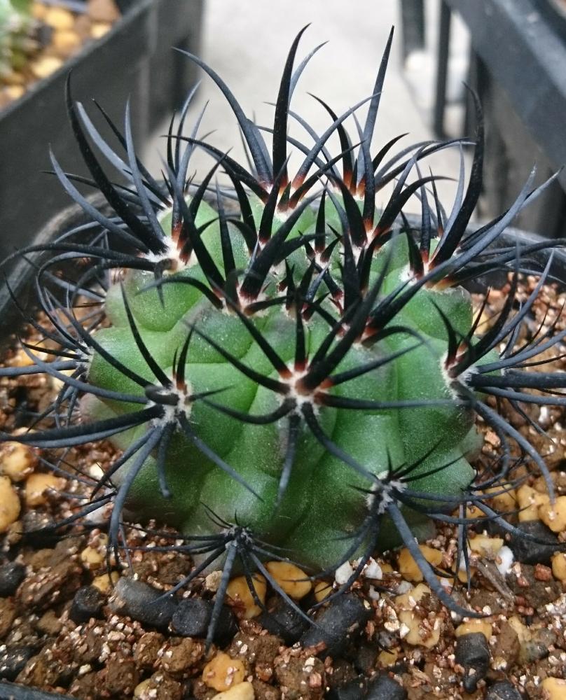 多肉男子の投稿画像 By ここさつさん 岐孝園とビニールハウスともう病気だ 笑と植中毒と黒トゲとさぼてん村 18月4月8日 Greensnap グリーンスナップ