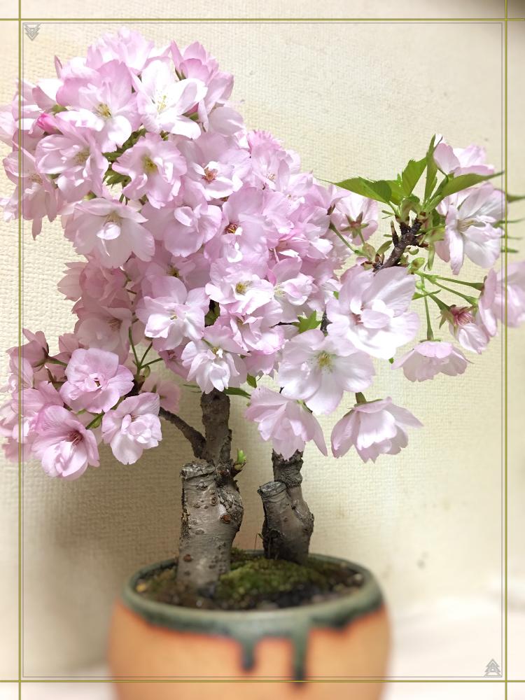 旭山桜の投稿画像 By シンバさん 初心者とgs映えと 18桜 コンテストと植中毒とさくら 桜 サクラとはるが来た と京都と花のある暮らしと桜 咲くとちょっとひと息と京都ぶらぶらと旭山桜の盆栽とバルコニスト 18月4月8日 Greensnap グリーンスナップ