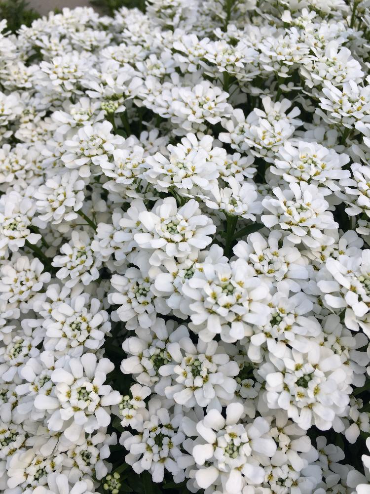 イベリス スノーサーファーの投稿画像 By まりんさん カッコいいとにぎわいと可愛い と楽しみと沢山咲いてると花のある暮らしと白い花とイベリス 18月4月8日 Greensnap グリーンスナップ
