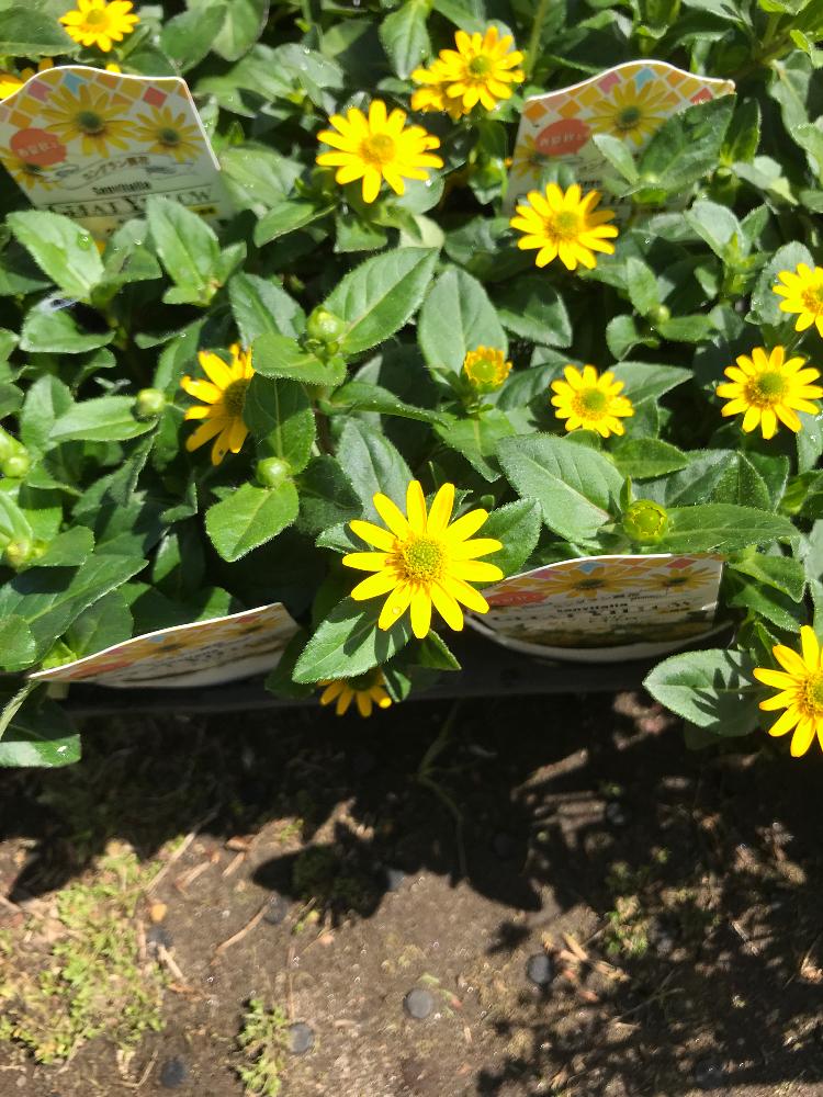 あやたろうさんの投稿画像 18月4月8日 Greensnap グリーンスナップ