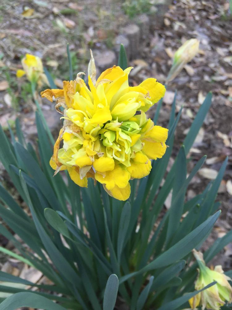 黄色八重 水仙の投稿画像 By 求華究問さん 18月4月8日 Greensnap グリーンスナップ