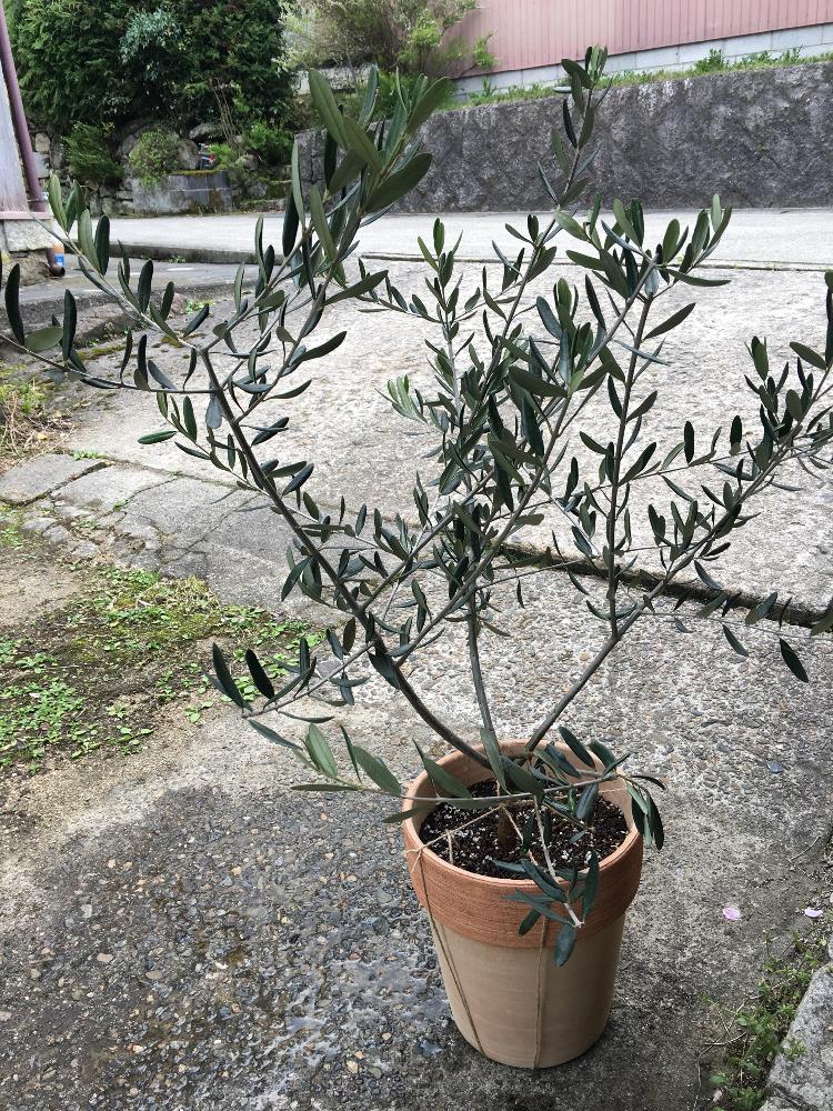 オリーブの投稿画像 By ちくわさん シンボルツリーとポタジェとハーブ 18月4月8日 Greensnap グリーンスナップ