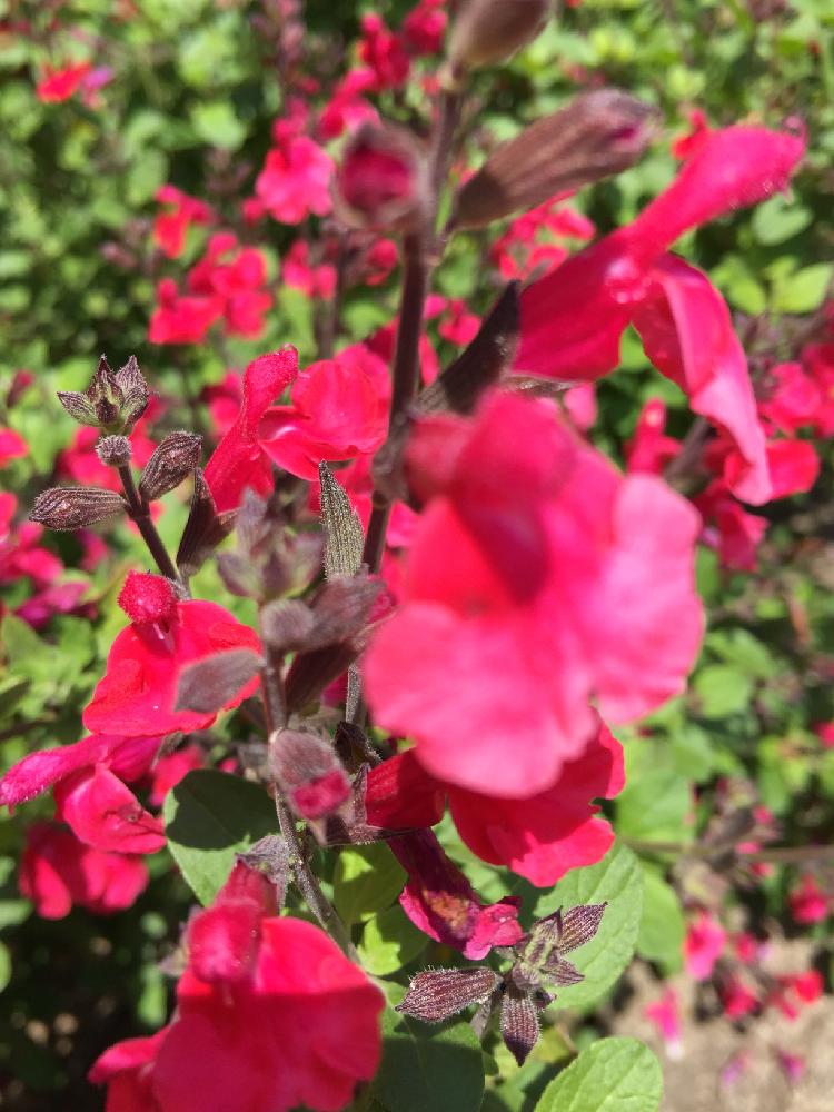 チェリーセージサーモンレッドの投稿画像 By シランさん 18月4月8日 Greensnap グリーンスナップ