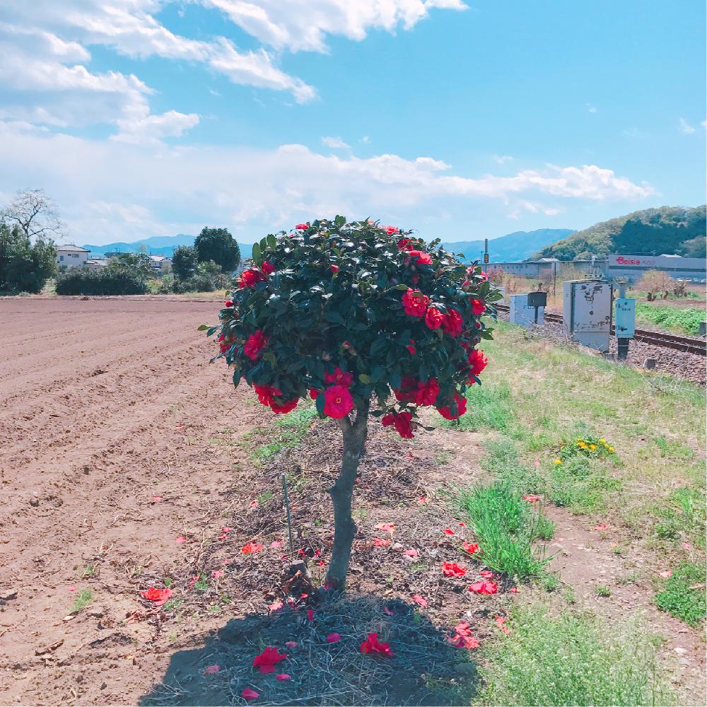 ツバキの投稿画像 By Applantsさん きれいと誰が手入れしてるのかなとツバキ属と不思議と赤い花と木の花と謎の椿 ちゃんと今年も会えたね と花のある暮らしとかわいいとスタンダード仕立てとお散歩と田舎道とスタイルがいいときれいと誰が手入れしてるのかなとツバキ属と