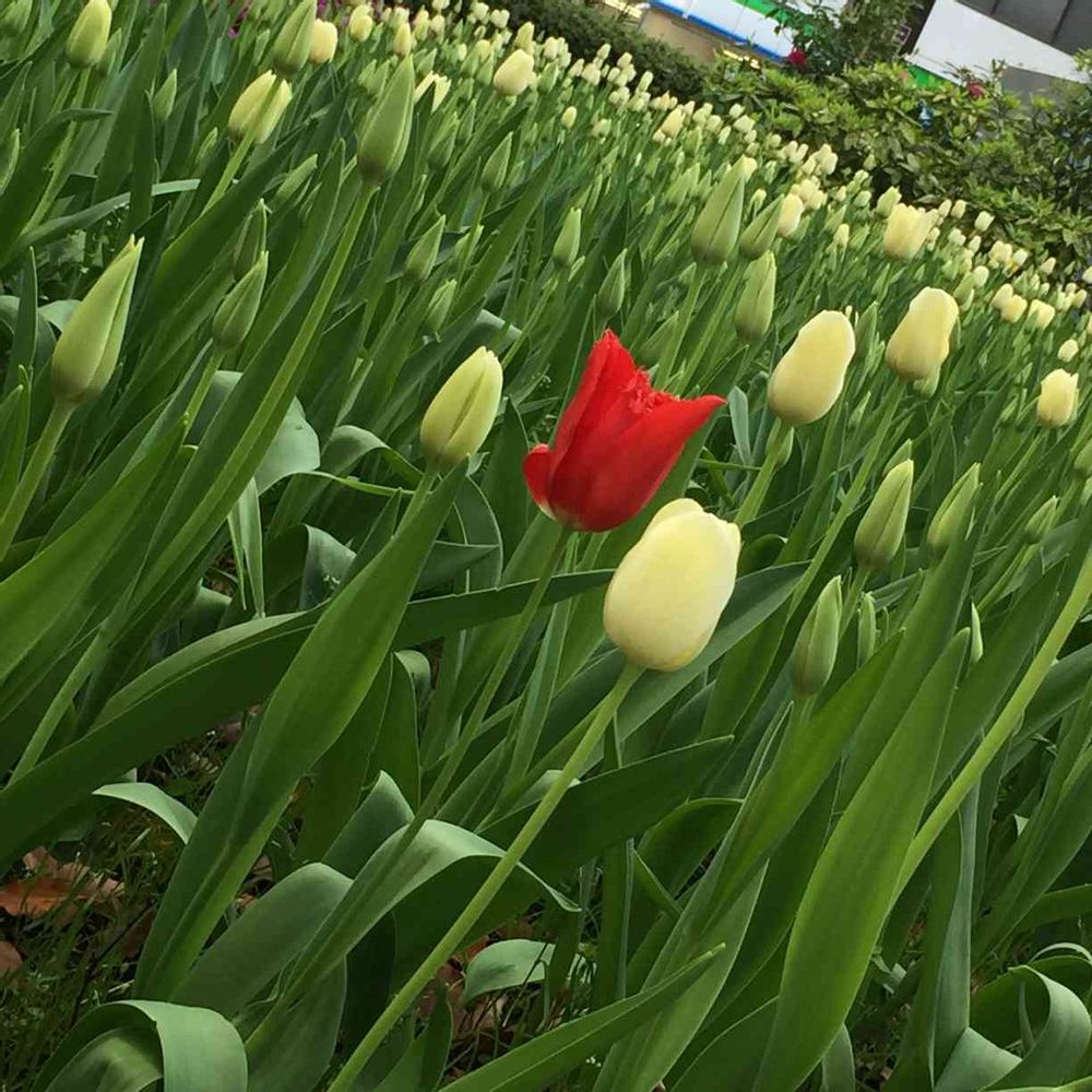 まるちゃん（湯河原）さんの横浜公園への投稿