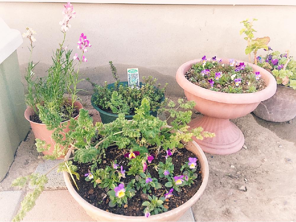 ガーデニング初心者の投稿画像 By Linariaさん 花のある暮らしと庭づくりと鉢植え 18月4月8日 Greensnap グリーンスナップ