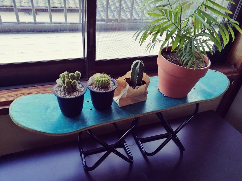 サボテンの投稿画像 By Mtgさん テーブルヤシと観葉植物と簡単diy飾り棚とサボテンさんと テーブルヤシと柱サボテンさんとスケボーと ウチワサボテン 18月4月8日 Greensnap グリーンスナップ