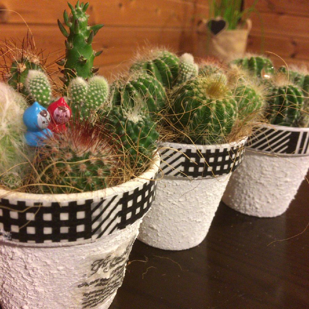 サボちゃんの投稿画像 By Midorin さん Htcとサボテン科と100均とリメイクと寄せ植えとgs映えとリメ鉢とナチュラルインテリアとサボテンの 寄せ植えとリメ缶 リメ鉢とおしゃれ とdaisoとかわいいな とリメイク鉢とかわいい 18月4月8日 Greensnap