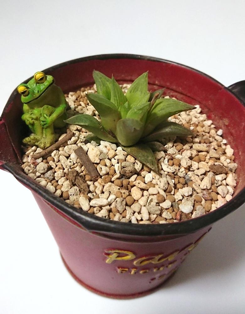 花鏡の投稿画像 By めらさん ハオルチアと多肉植物とうちのコとハオルチア属と植中毒と今夜の一枚とお迎えとタニラーとかわいいな と多肉初心者 18月4月8日 Greensnap グリーンスナップ