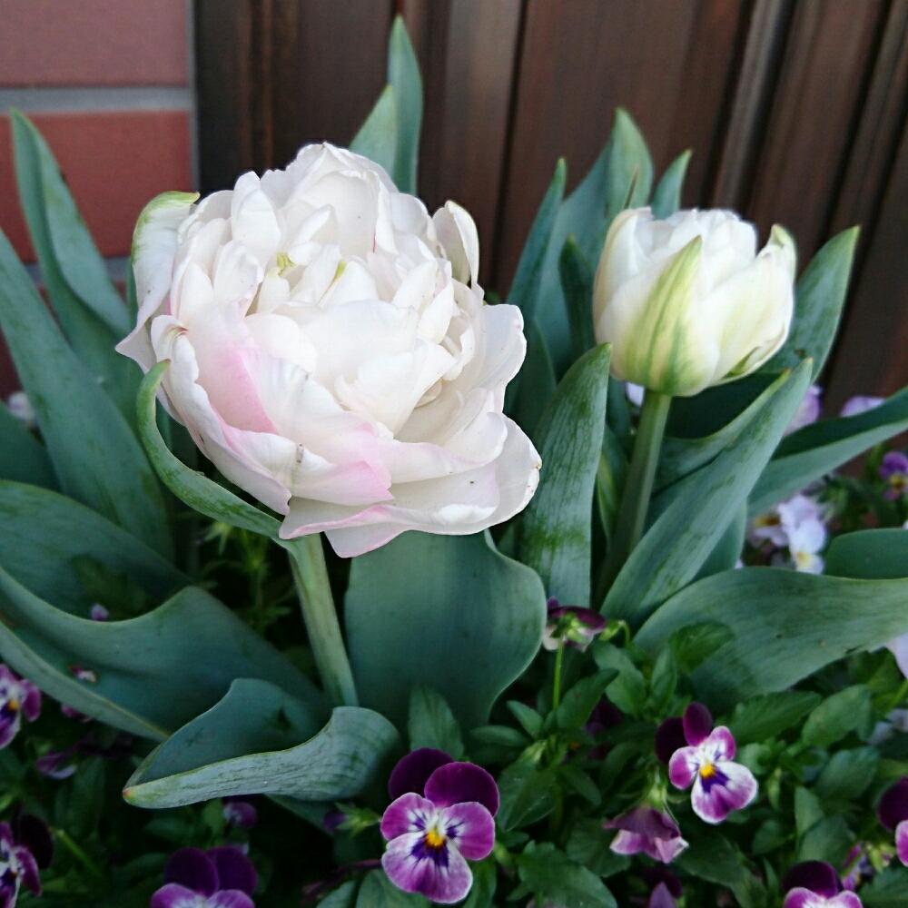 チューリップ アンジェリケの投稿画像 By Kaorunさん 玄関と花のある暮らしと今日の一枚と寄せ植えと花のある暮らしと今日の一枚と寄せ植え 18月4月9日 Greensnap グリーンスナップ Greensnap グリーンスナップ