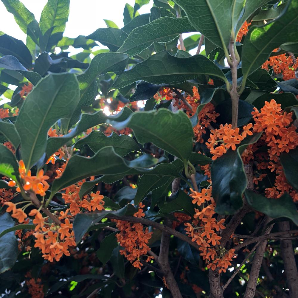 金木犀の投稿画像 By Kikuchixさん オレンジ色の花とオレンジ色といい香りと秋に咲く花と良い香り 2018月4月9日 Greensnap グリーンスナップ