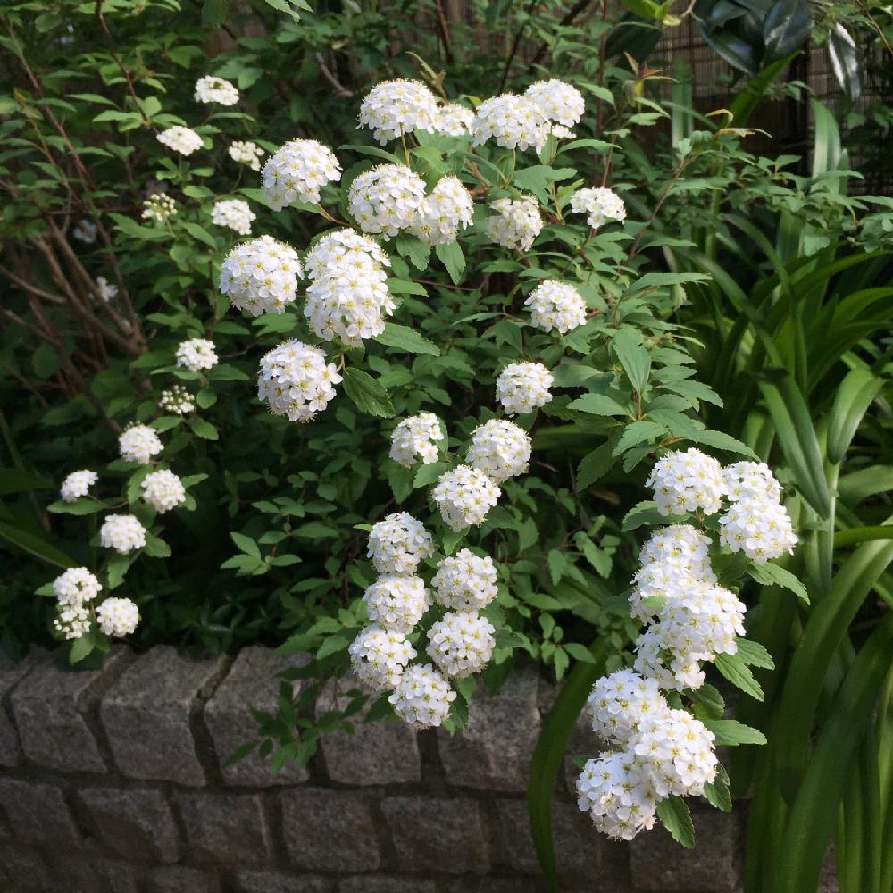 コデマリの投稿画像 By Kikuchixさん 白い花と半日陰 2018月4月9日 Greensnap グリーンスナップ