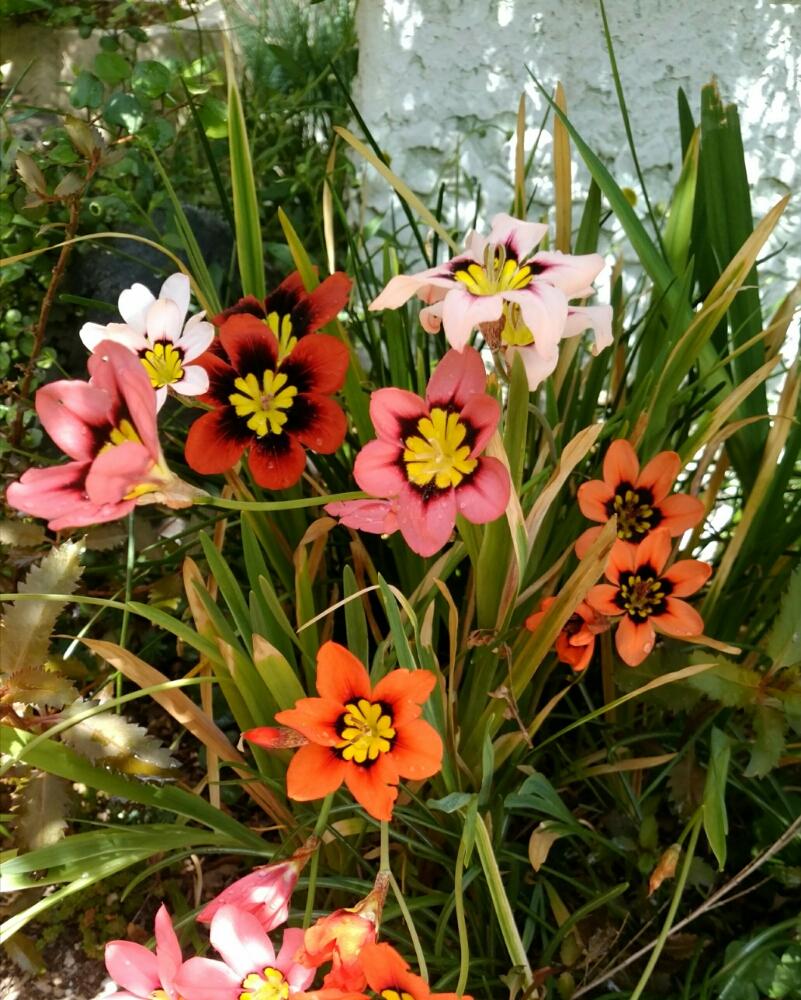 スパラキシスの投稿画像 By ヘリテージさん ピンクの花と今日の１枚と赤い花とガーデニングときいろいお花と白い花と球根植物と南アフリカ球根 18 月4月9日 Greensnap グリーンスナップ