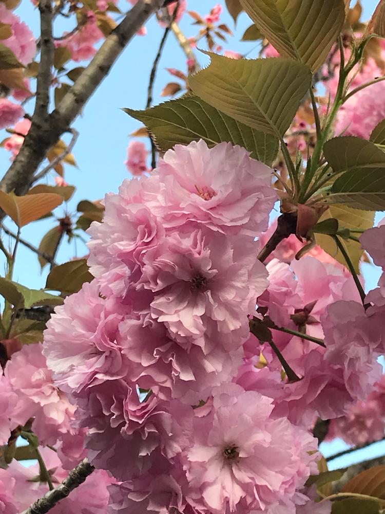 八重桜の投稿画像 By 花好きじいさんさん 花探しの散歩と花のある暮らしと保育園の園庭 18月4月9日 Greensnap グリーンスナップ