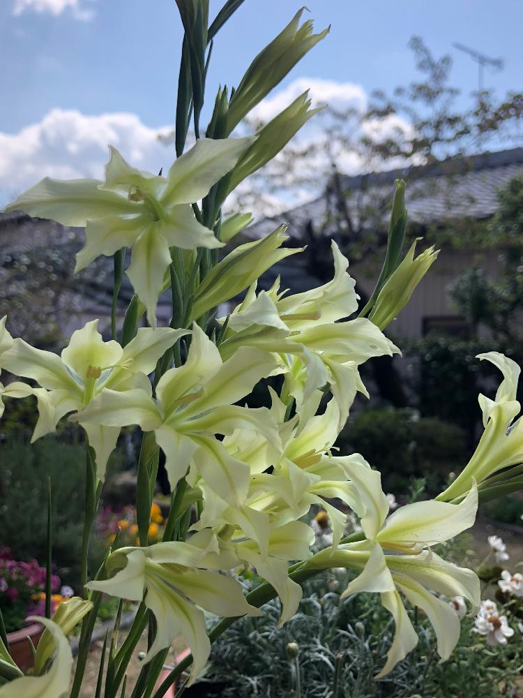 グラジオラス トリスティスの投稿画像 By 和さん つぼみとはるといい香りと花のある暮らしと植えっぱなし球根と球根植物 18月4月9日 Greensnap グリーンスナップ