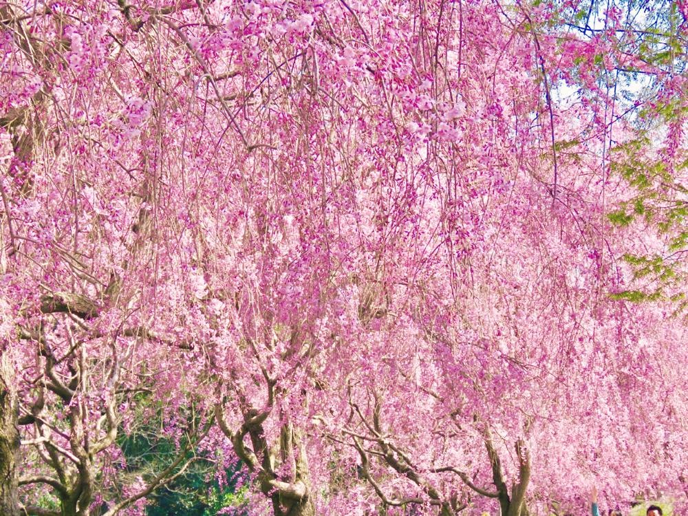 濃いピンク色の投稿画像 By Toshieさん 桜満開 とステキ とgs映えと美しいときれいな色といやされるとやっぱり花が好き といっぱいと花のある暮らしとみどりのある暮らしとしだれ桜 とさくら桜サクラ 18月4月9日 Greensnap グリーンスナップ
