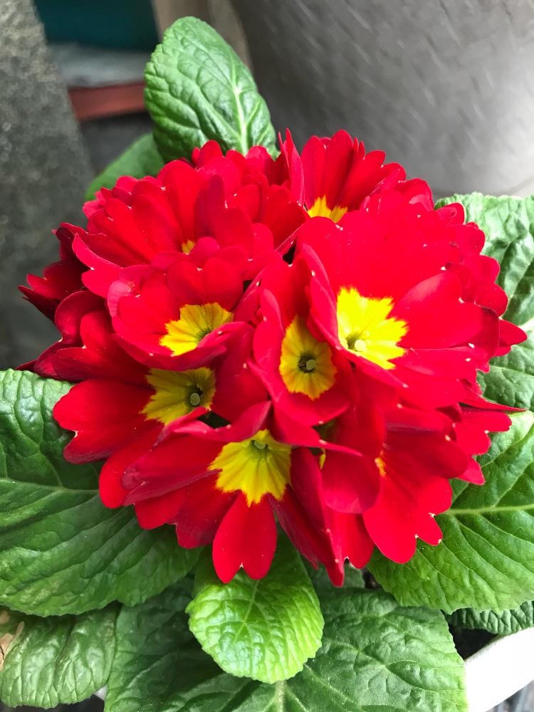 プリムラ ジュリアンの投稿画像 By タマシアさん 福岡と赤い花と鉢植えと花のある暮らしとプリムラジュリアン 18月4月9日 Greensnap グリーンスナップ