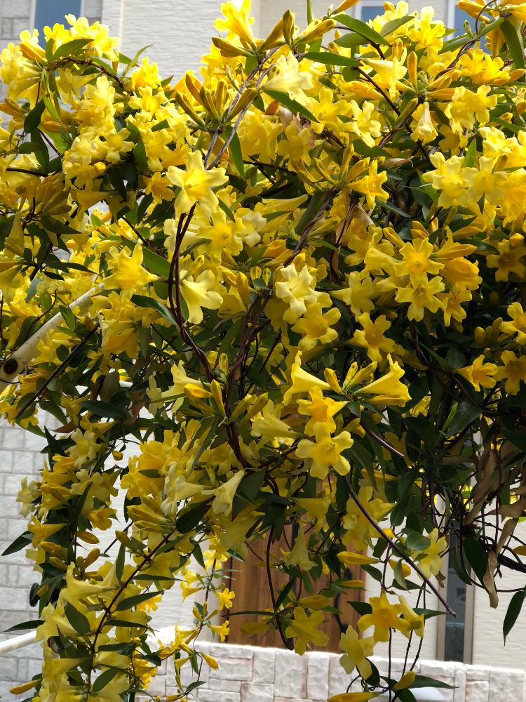 カロライナジャスミンの投稿画像 By Rikasgardenさん 花のある空間とアーチと春の色と庭木 18月4月9日 Greensnap グリーンスナップ