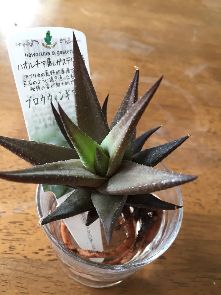 ハオルチア属の投稿画像 By S Eさん ガステリア属と水耕栽培と多肉植物 18月4月9日 Greensnap グリーンスナップ